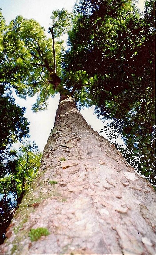 File:Nothofagus moorei Cobark.jpg