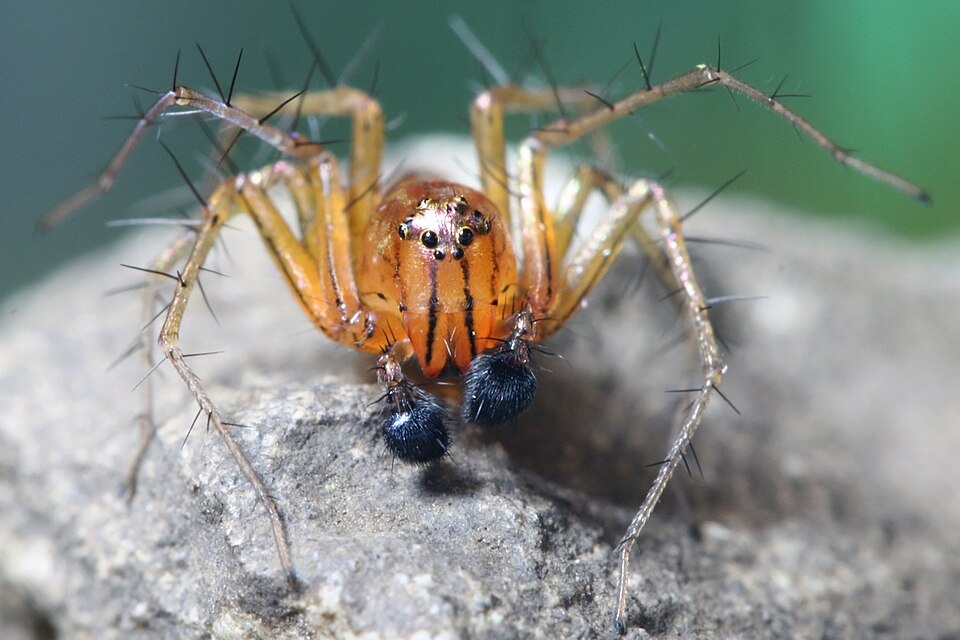 File:Oxyopes salticus Kaldari 01.jpg