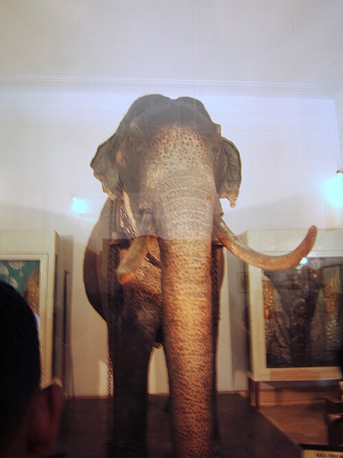 File:Raja (Elephant)-II.JPG