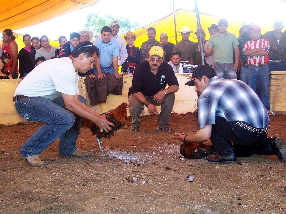 File:Rooster fights.jpg