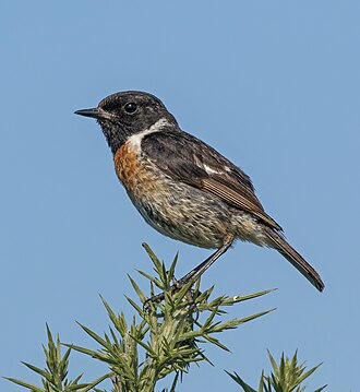 European stonechat, by Charlesjsharp