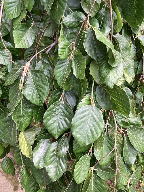 File:Weeping-beech-leaves.jpg