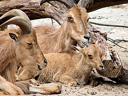Ewes and a juvenile at Zoologischer Garten, Berlin, Germany