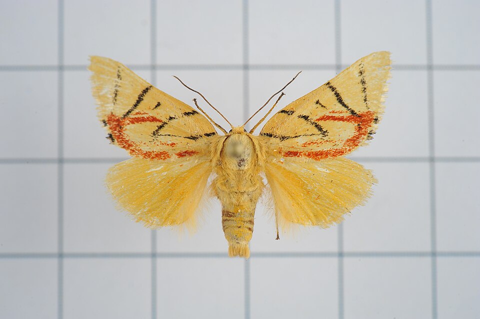File:A41-20170531-265 (34633535464).jpg