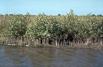 Mangrove d'Avicennia germinans.