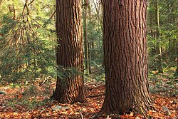 bark