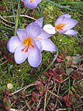 Crocus longiflorusclose-up