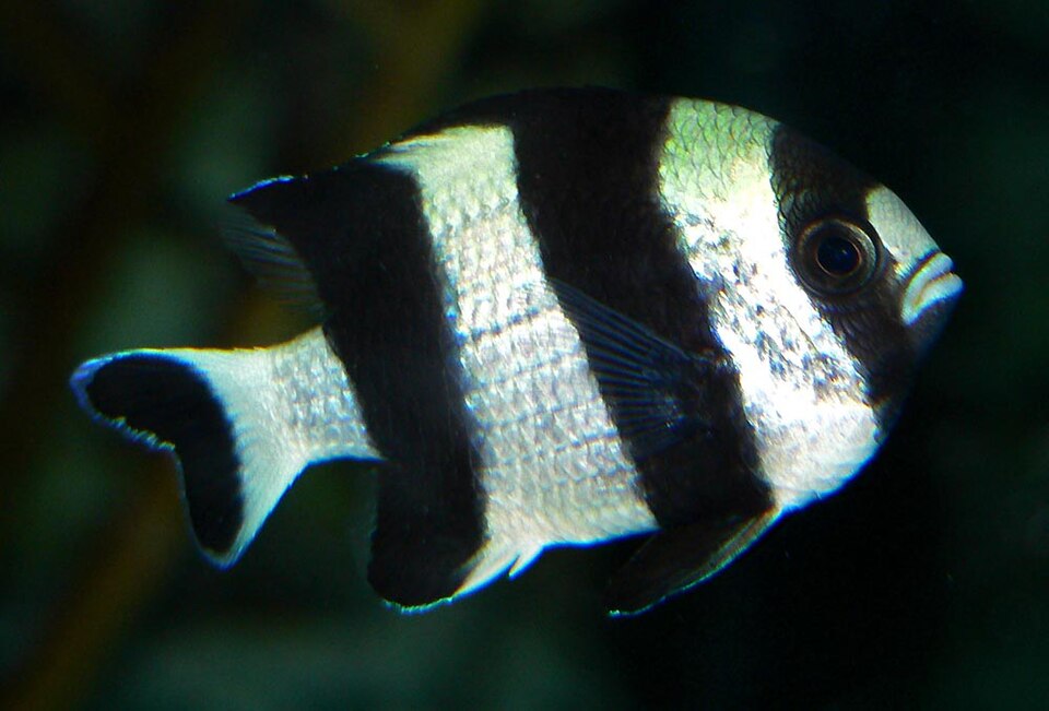 File:Dascyllus melanurus 1.jpg