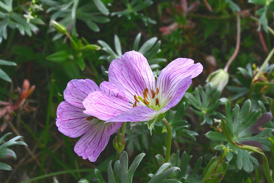 File:Geranium argenteum ENBLA07.jpeg