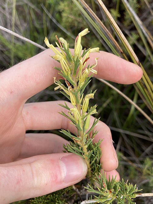 File:Hakea longiflora.jpg