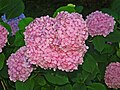 Hydrangea macrophylla