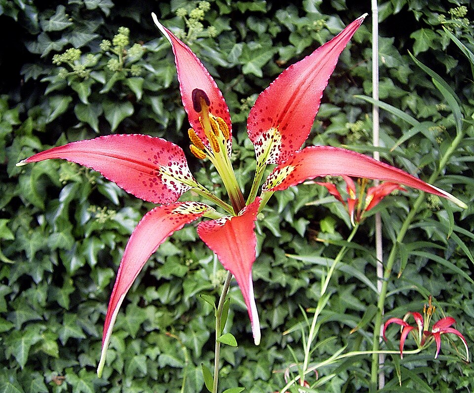 File:LiliumCatesbaeiFlora1.jpg
