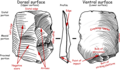 Thumbnail for version as of 23:12, 31 May 2006