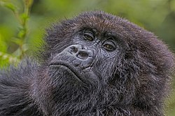 119 mammal speciesfrom the Afrotropical Realm
