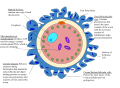 Thumbnail for version as of 05:41, 1 June 2018