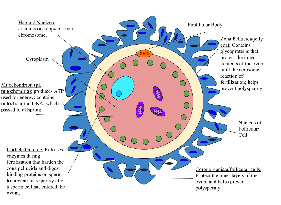 File:Ovum Diagram.svg