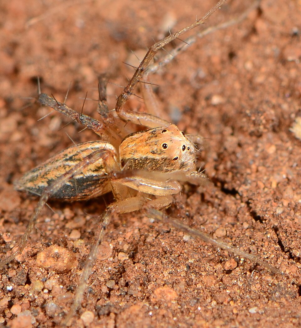 File:Oxyopes affinis 300336103 541139781.jpg
