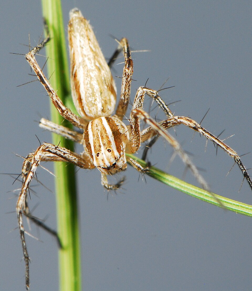 File:Oxyopes jacksoni 305466768 550773159.jpg