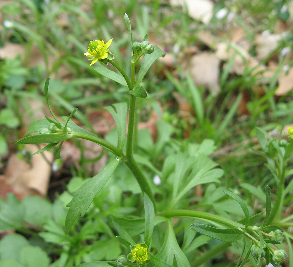 File:Ranunculus micranthus.jpeg