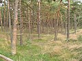 Thumbnail for version as of 01:09, 2 September 2007