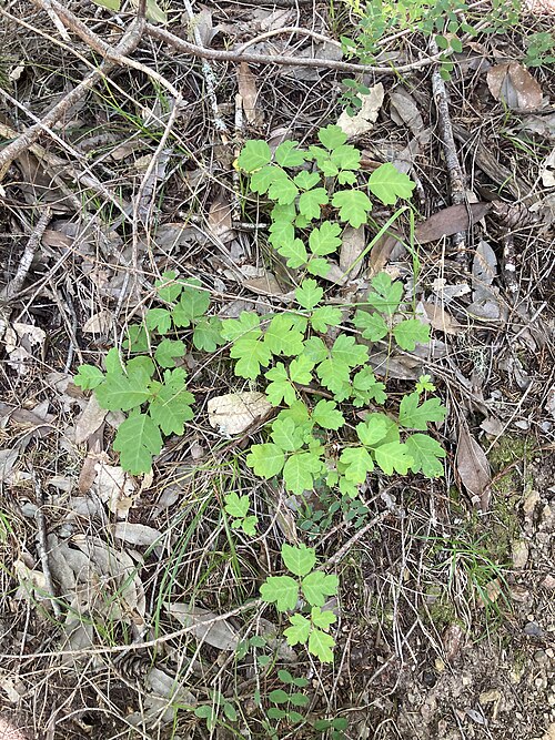 File:Toxicodendron diversilobum Sonoma.jpg