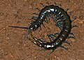 E. trignopodus photographed in South Africa