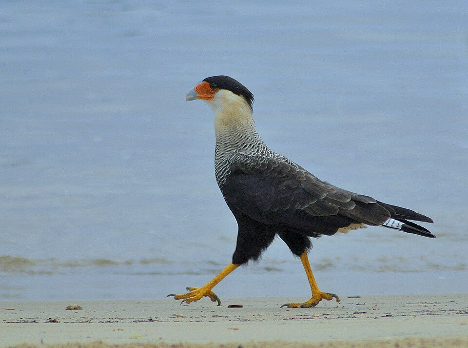 File:Caracará (Caracara plancus).JPG