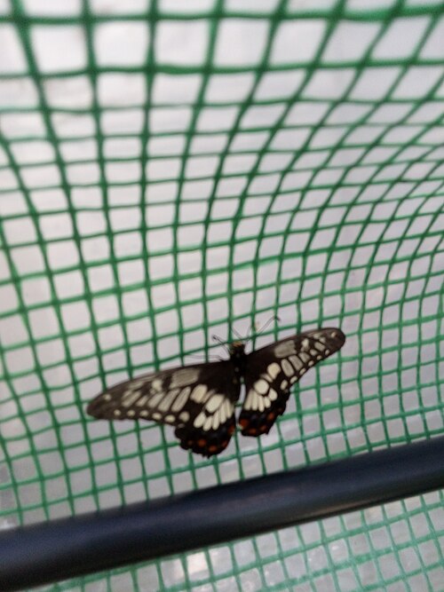 File:Dingy Swallowtail.jpg