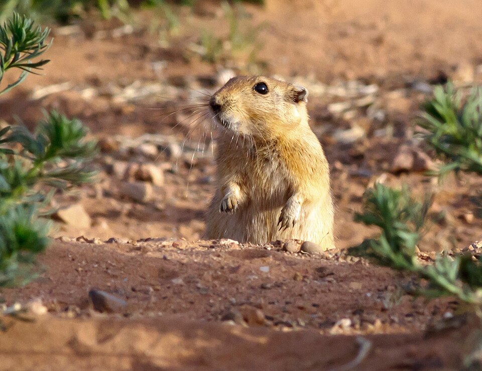File:Fat sand rat.jpg