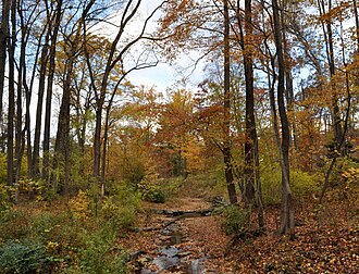 Turkey Cock Run and forest in the fall