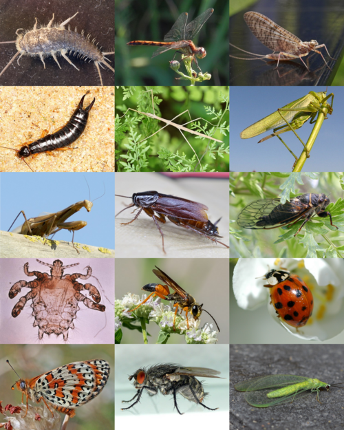 File:Insecta collage.png