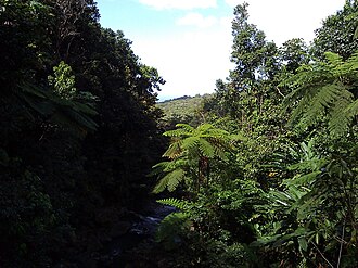 Thick vegetation in Jiménez