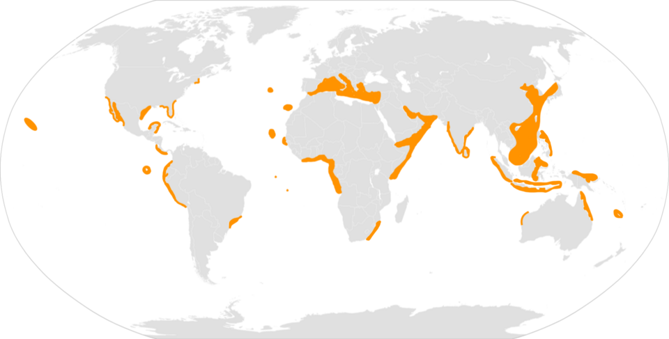 File:Mobula mobular répartition.png