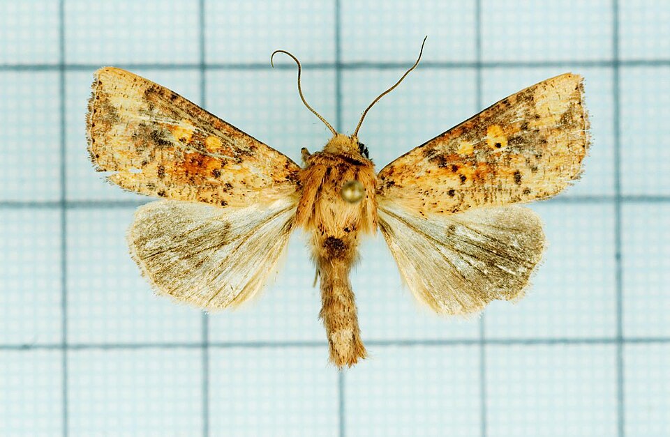 File:Mythimna hannemanni.jpg