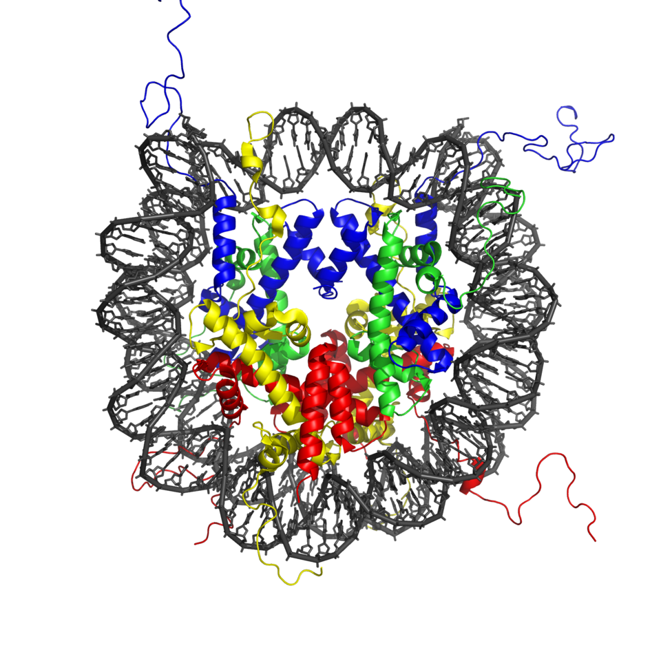 File:Nucleosome 1KX5 colour coded.png