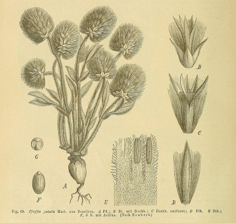File:Pfaffia jubata.jpg