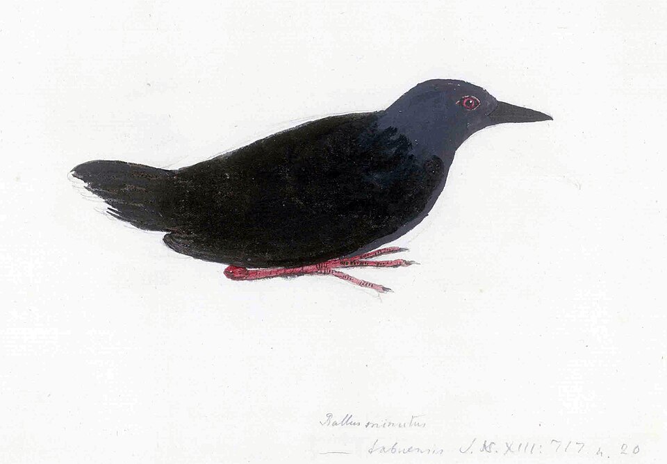 File:Porzana nigra.jpg