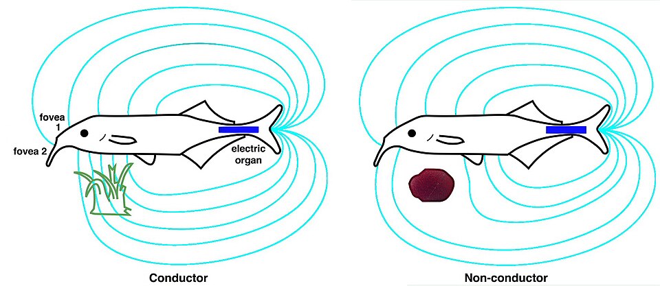 For the elephantfish, the electric organ in the tail (blue) generates an electric field (cyan). This is sensed by electroreceptors in the skin, including two electric pits (foveas) to actively search and inspect objects. Shown are the field distortions created by two different types of objects: a plant that conducts better than water (green) and a non-conducting stone (brown).