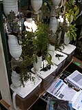 Thumbnail for version as of 07:28, 20 November 2012