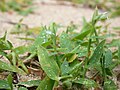 Thumbnail for version as of 05:56, 4 June 2007