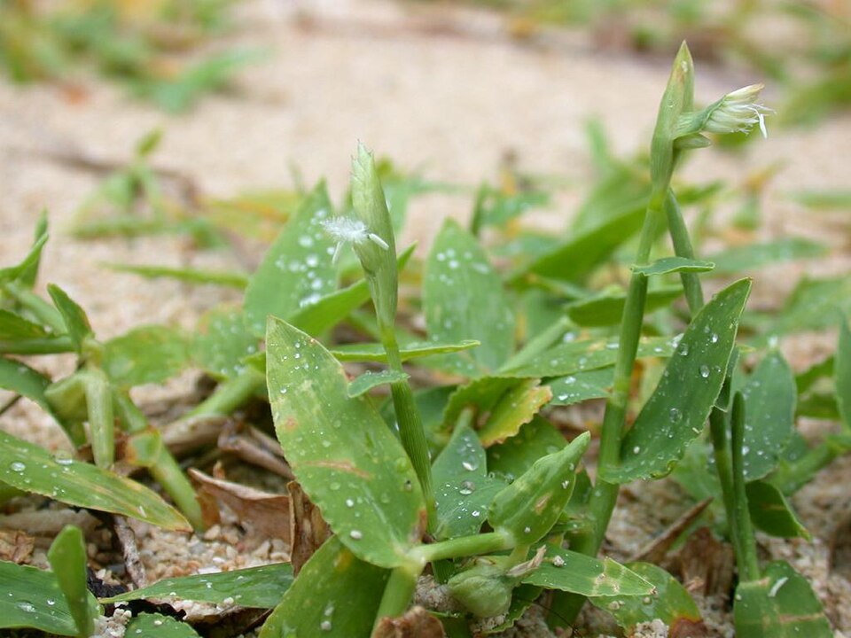 File:Thuarea involuta kuroiwazasa01.jpg