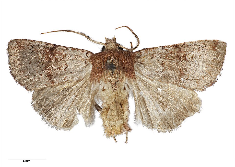File:Tmetolophota hartii AMNZ21775 Dorsal.jpg