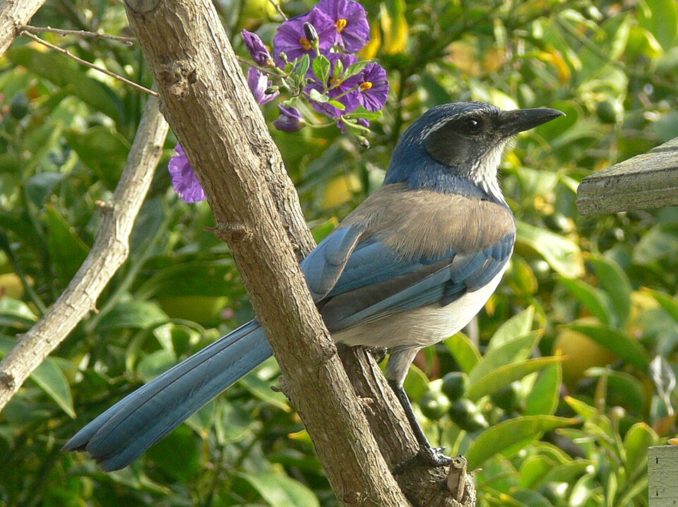 File:Aphelocoma californica 3.jpg