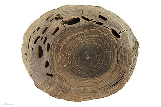Avicennia germinans - Muséum de Toulouse