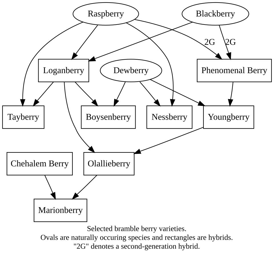 File:Brambleberries.svg