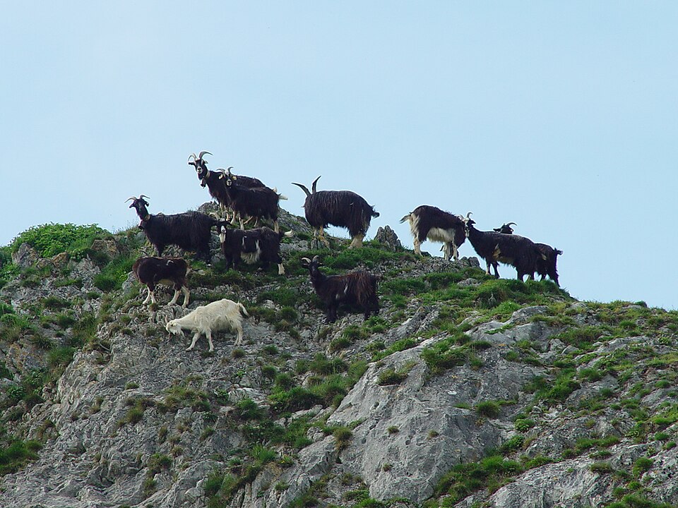File:Chèvres Pyr Clique2.JPG