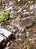 Thumbnail for version as of 08:34, 25 May 2012