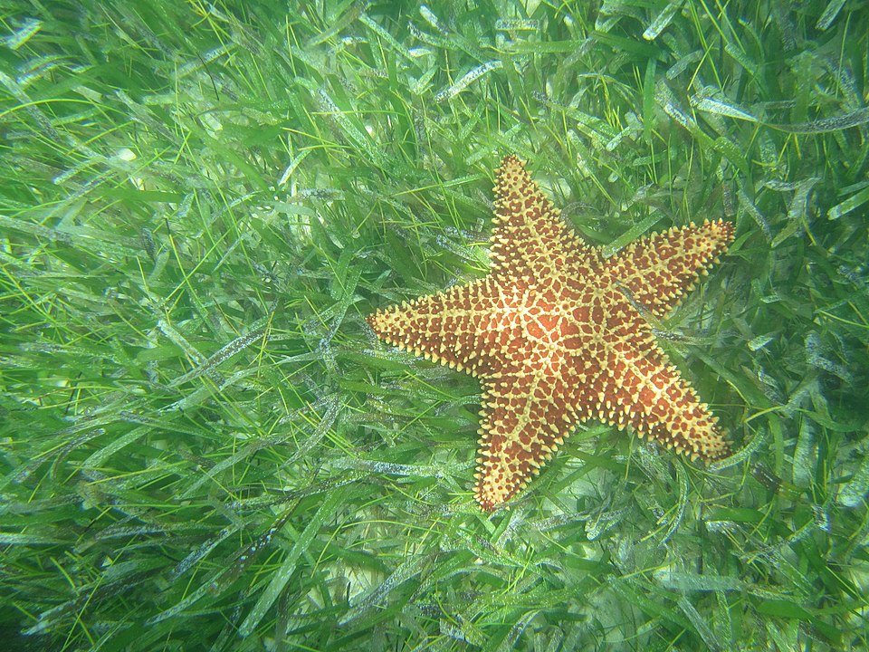 File:Cushion Sea Star, Cottongarden Bay.jpg