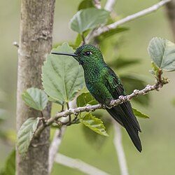 Green-crowned brilliant Heliodoxa jacula henryi ♂ Panama