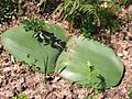 The flat, rounded leaves